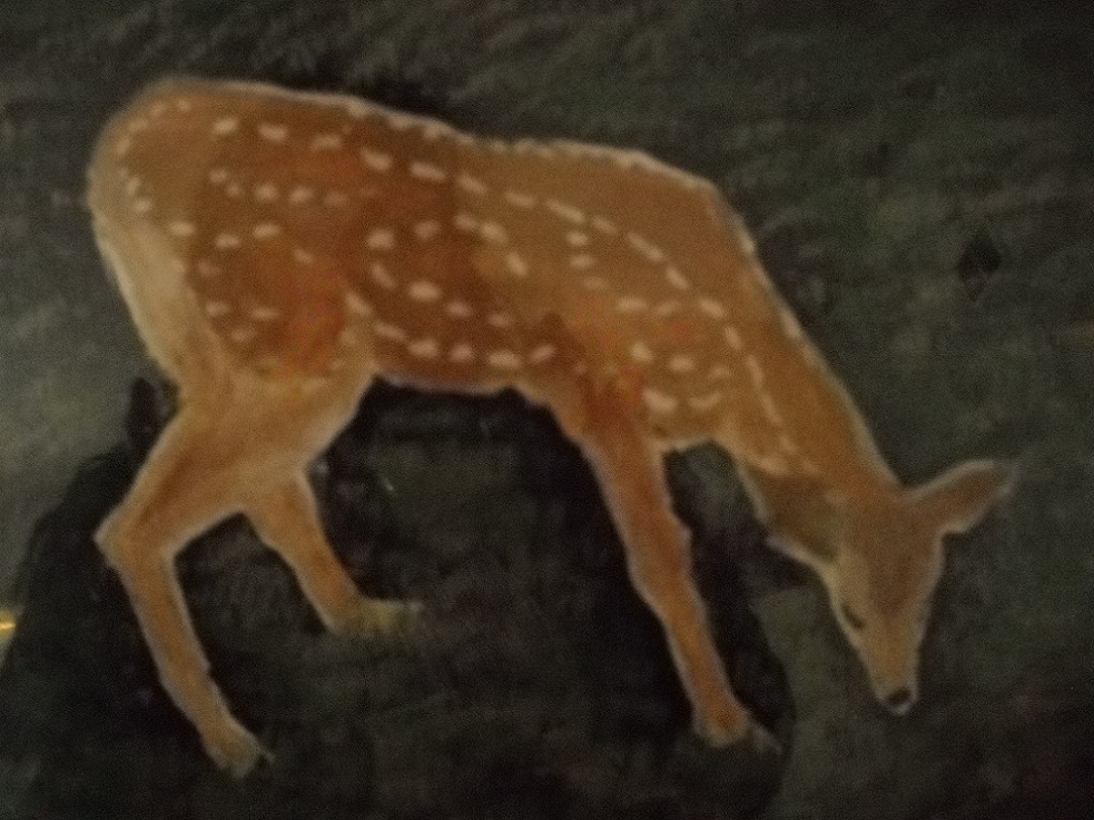 Deer