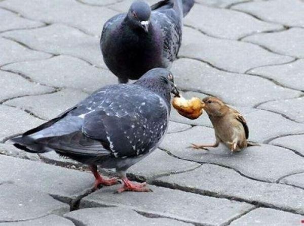 fight for food fight for food